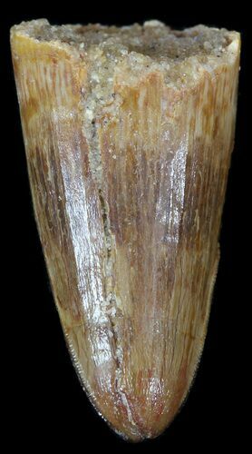 Cretaceous Fossil Crocodile Tooth - Morocco #50276
